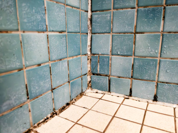 Best Mold Documentation for Insurance Claims  in Point Lookout, NY